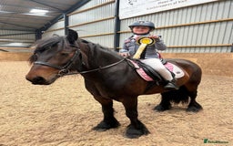 Fell horses for sale: Basil 13.2 registered fell gelding  - Image 5