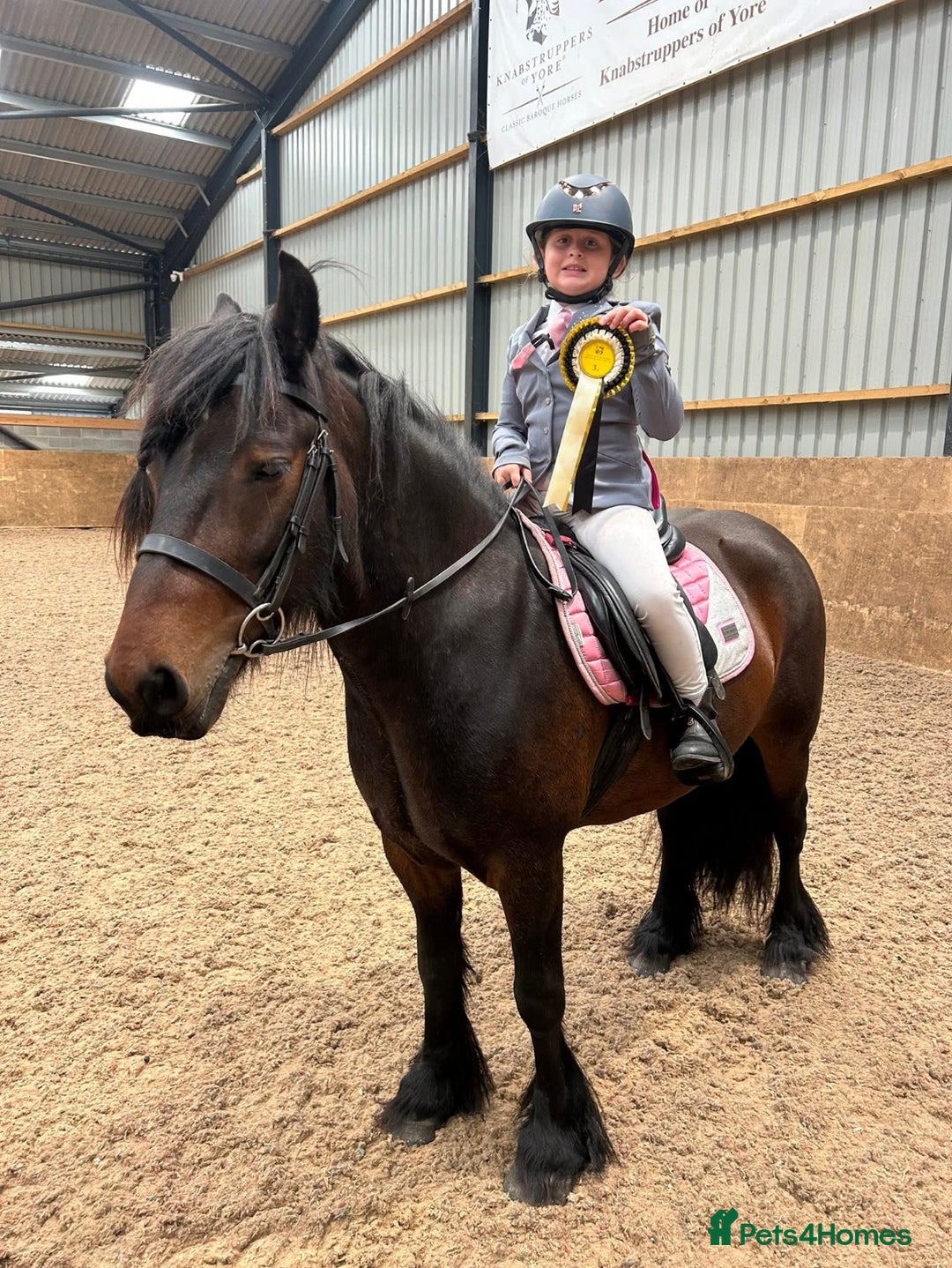 Fell horses for sale: Basil 13.2 registered fell gelding  - Image 5