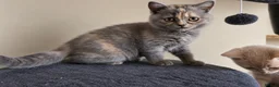 British Shorthair cats for sale: British shorthair kittens ready to leave soon  - Advert 5
