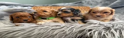 Cavapoo dogs for sale: EXCEPTIONAL EXTENSIVELY HEALTH TESTED BABIES - Advert 10