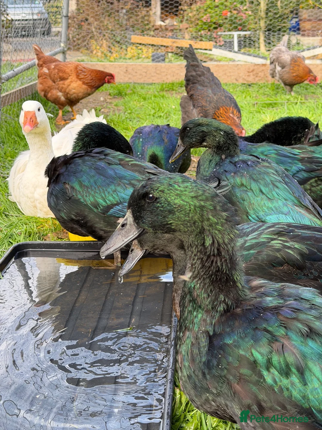 Ducks poultry for sale: Cayuga drakes.  in Frodsham - Advert 2