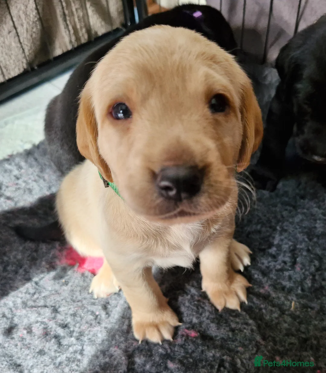 Labrador Retriever dogs for sale: **Only 1 left** KC Registered Labradors  - Advert 23