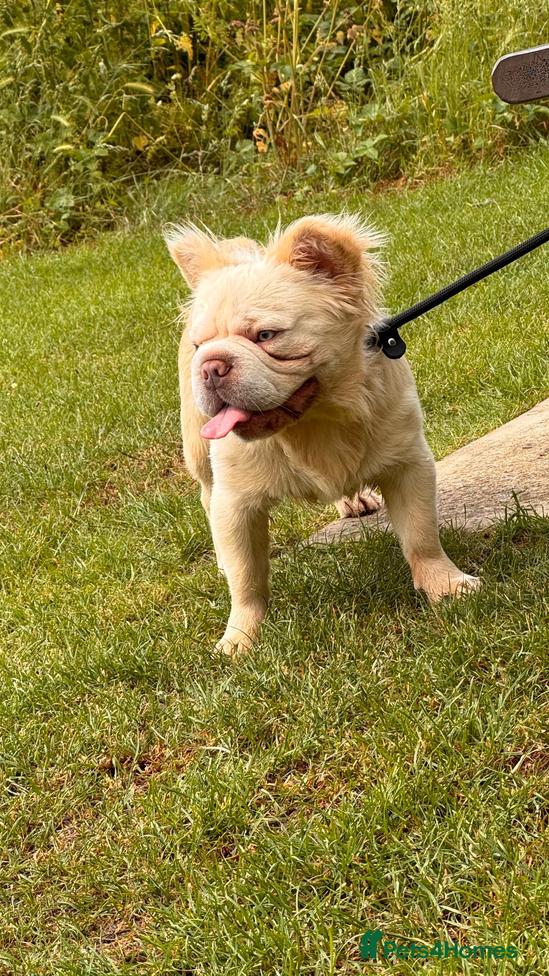 French Bulldog dogs for stud: french bulldog stud  - Image 1