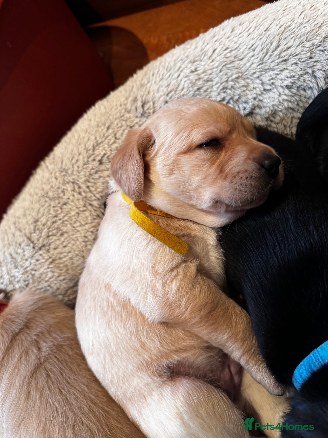 Labrador Retriever dogs for sale: Chunky Labrador puppies  - Advert 2