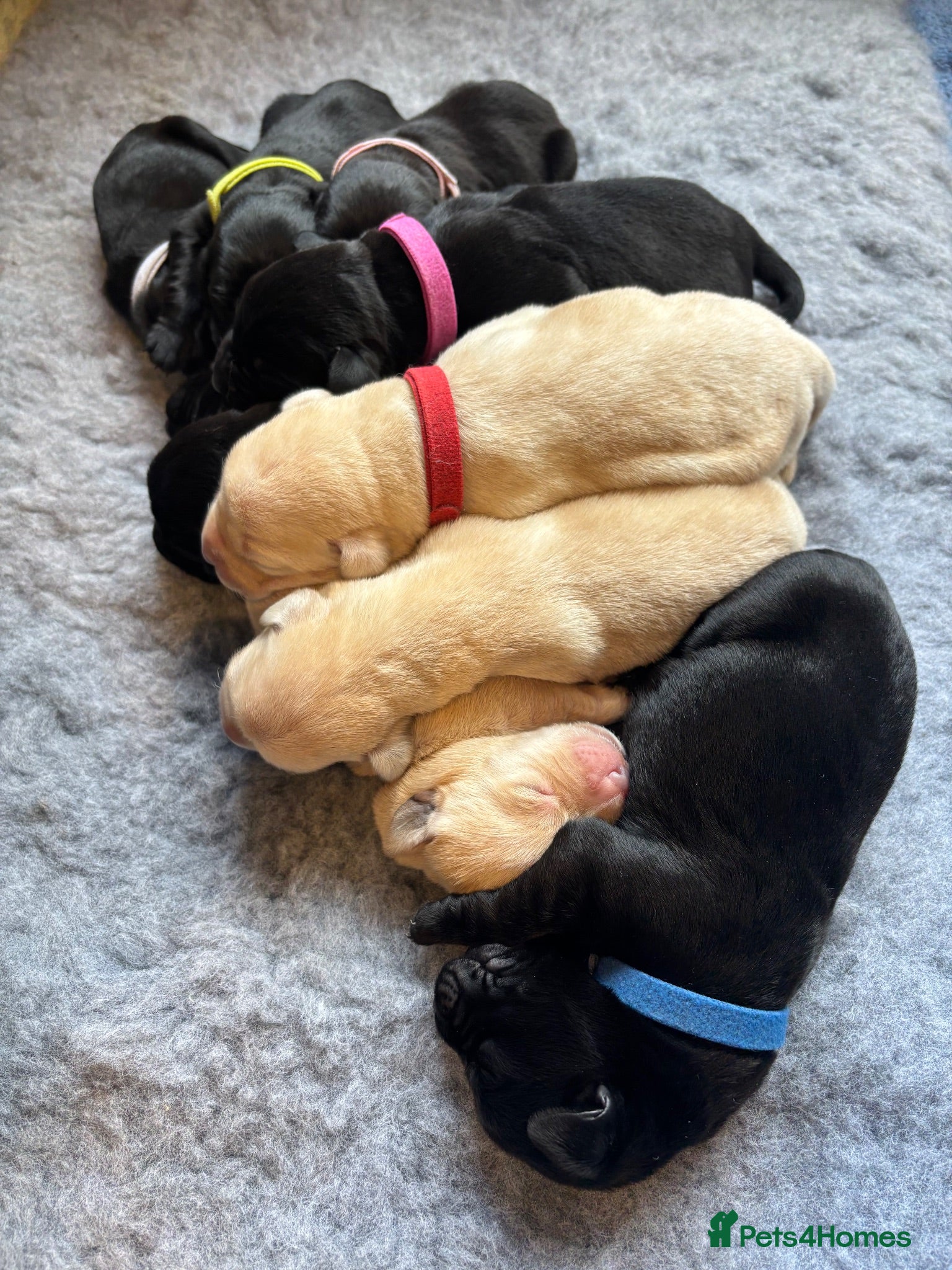 Labrador Retriever dogs Beautiful Labrador puppies ready in October - Advert 4