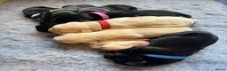 Labrador Retriever dogs for sale: Beautiful Labrador puppies ready in October in Tenbury Wells - Advert 1