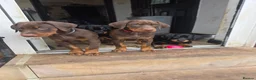 Dobermann dogs for sale: Ready to leave, 8 week old Pedigree Doberman Pup - Advert 4