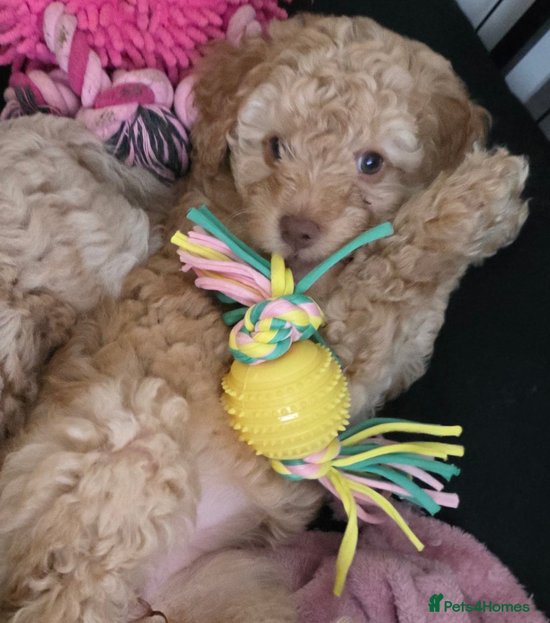 Cockapoo dogs for sale: Cockapoo puppies FB1 miniature poodle X Cockapoo  - Advert 10