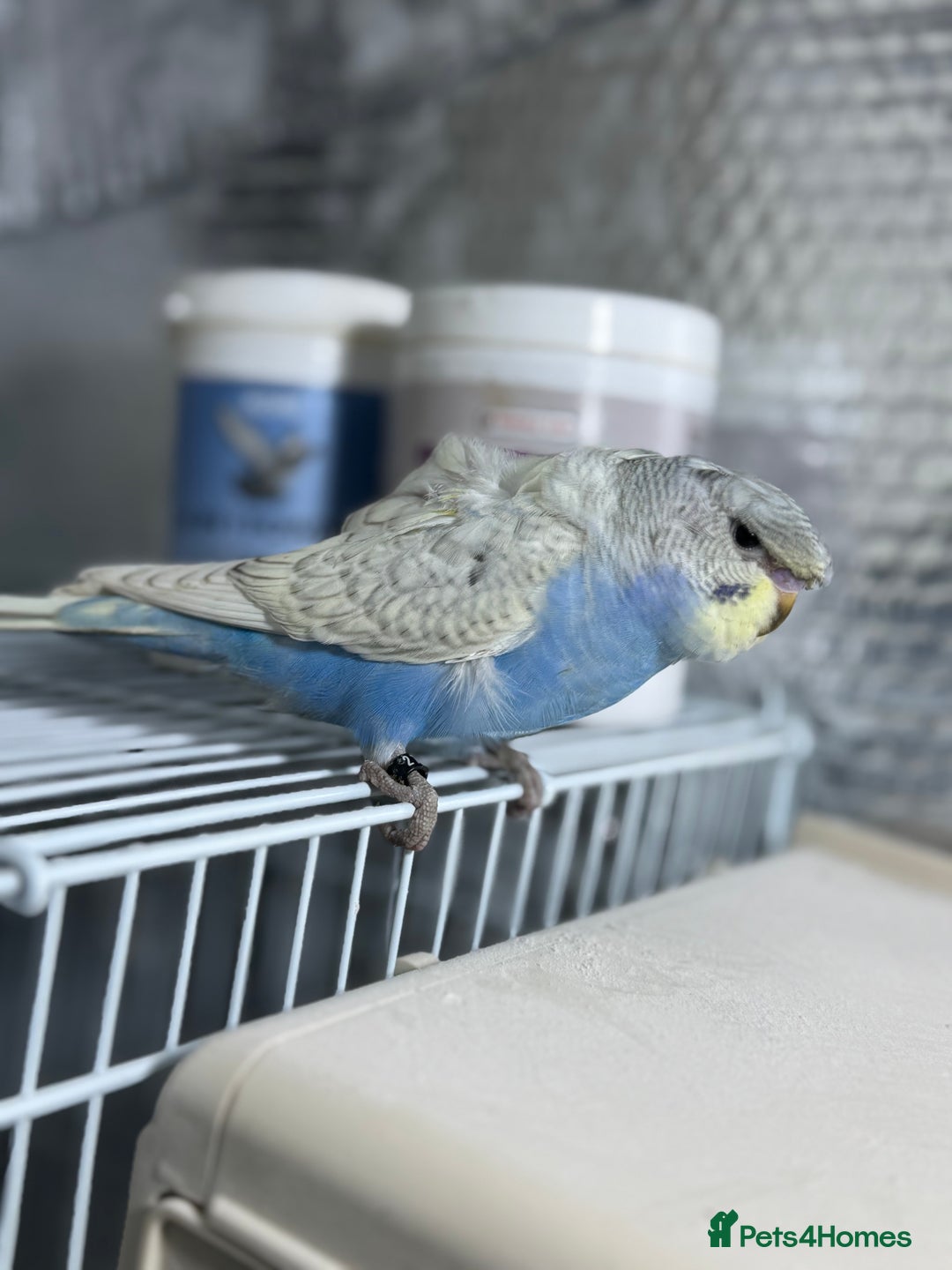 Budgerigars birds for sale: Spangle split black face Hogoromo budgies - Advert 4