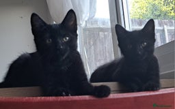 Russian Blue cats for sale: Adorable Russian Blue X Chantilly Tiffany Kittens! - Image 11