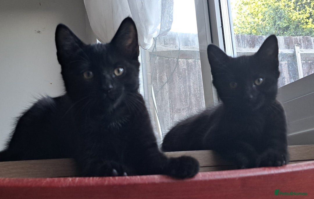 Russian Blue cats for sale: Adorable Russian Blue X Chantilly Tiffany Kittens! - Image 11