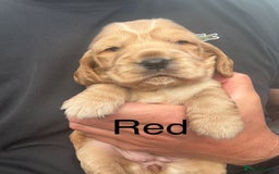 Cocker Spaniel dogs for sale: KC Reg show Type Cocker Spaniels VILLASPANIOL sire - Image 7