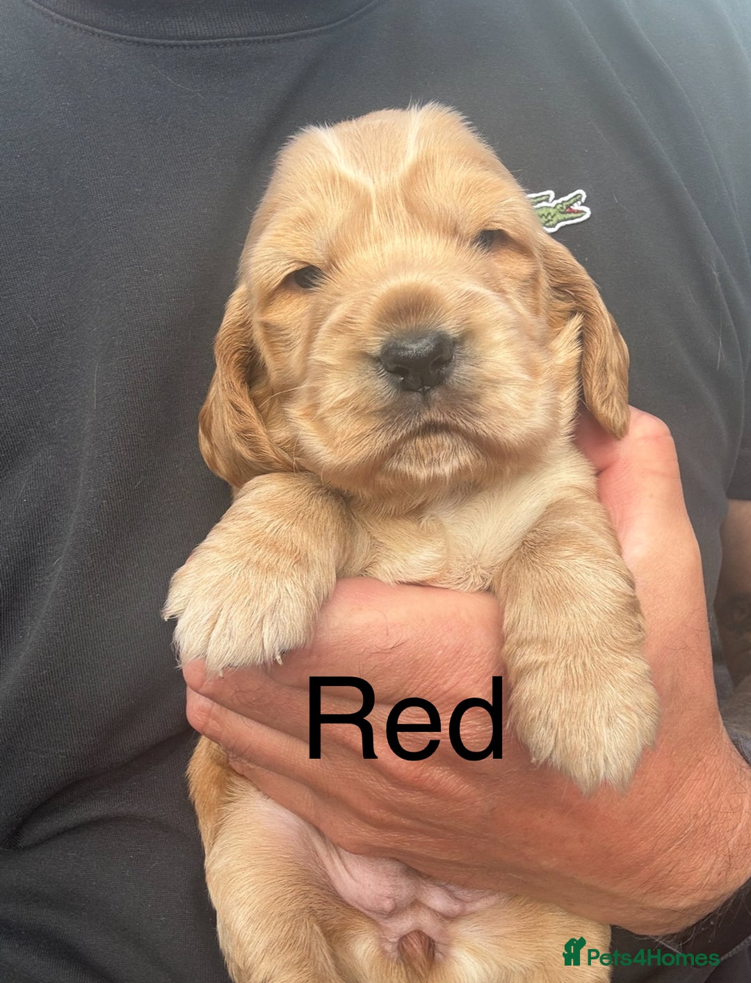 Cocker Spaniel dogs for sale: KC Reg show Type Cocker Spaniels VILLASPANIOL sire - Image 7