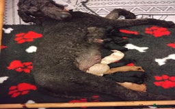 Standard Poodle dogs for sale: Beautiful KC Reg Standard Poodle Puppies - Image 2