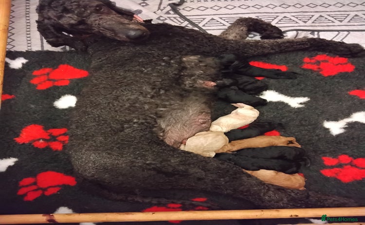 Standard Poodle dogs - Advert 14