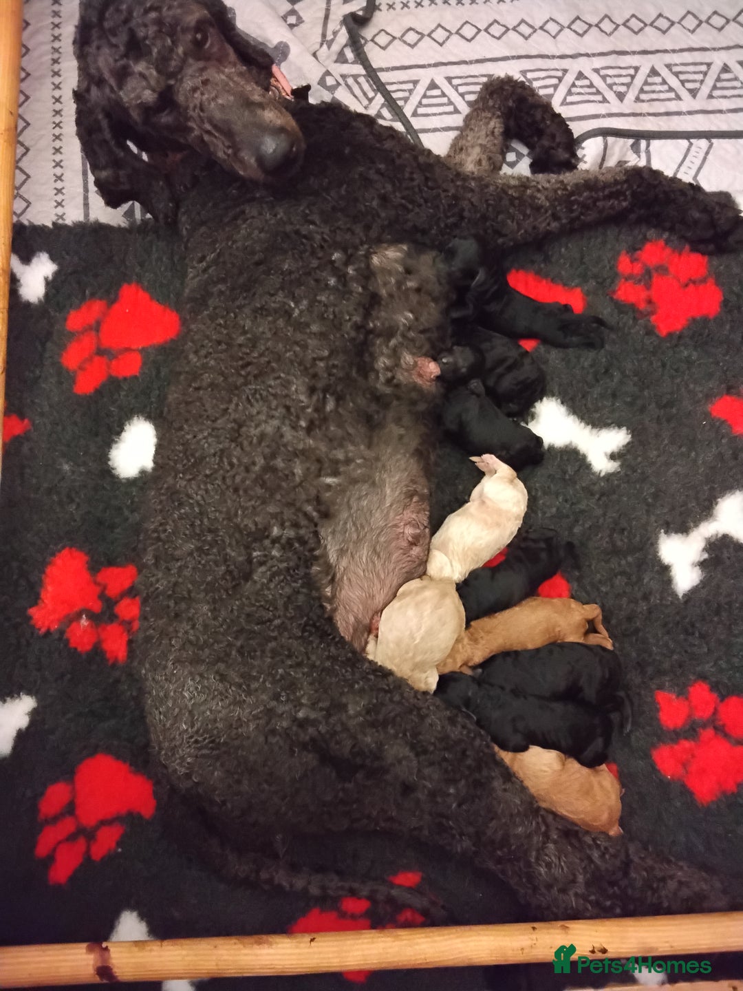 Standard Poodle dogs for sale: Beautiful KC Reg Standard Poodle Puppies - Image 2