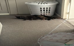 Mixed Breed cats for sale: Kitten  - Image 11