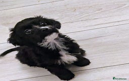 Mixed Breed dogs for sale: Cockapoo x cairn terrier - Image 7