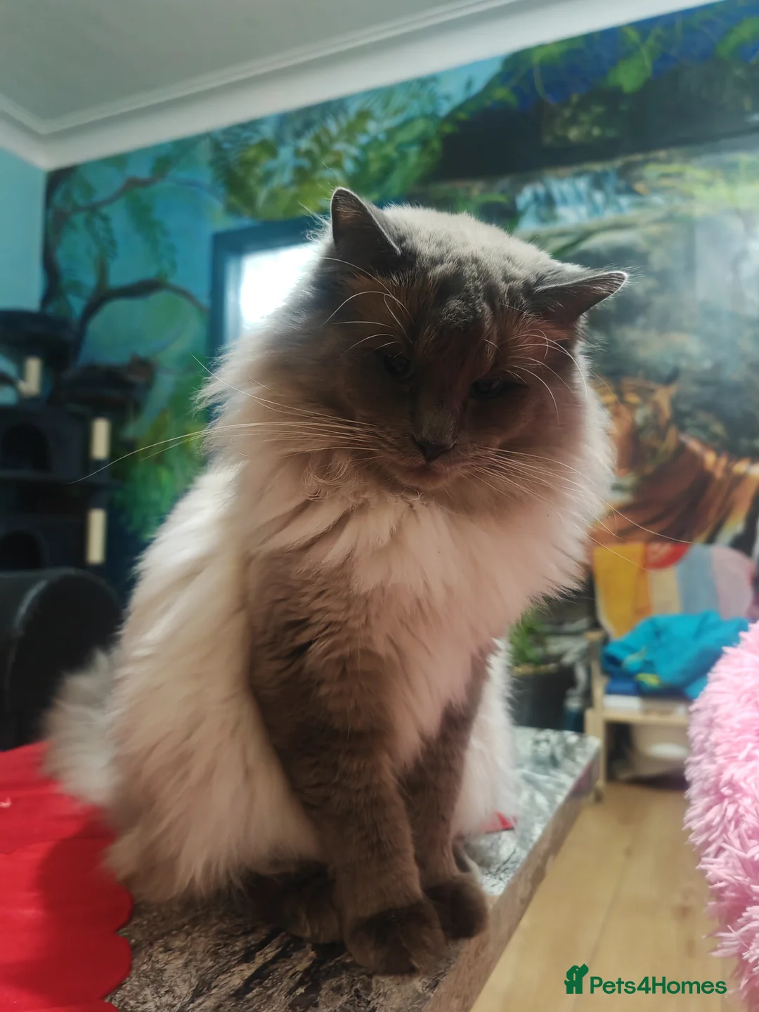 Ragdoll cats for stud: BEAUTIFUL BLUE POINT LARGE STUD RAGDOLL in Preston - Advert 3