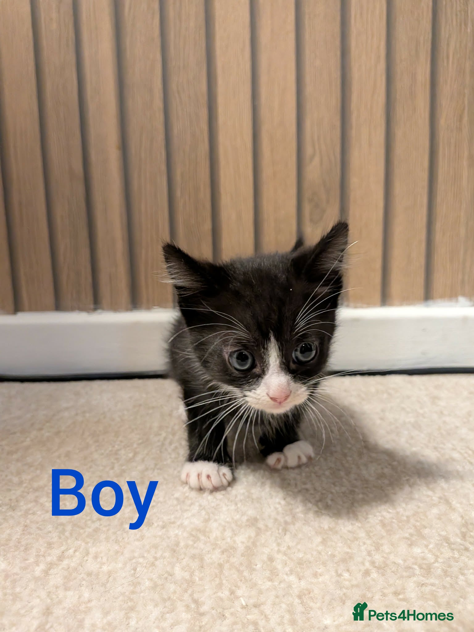 Mixed Breed cats One kitten left- looking for his forever home  - Advert 5