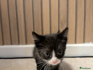 Mixed Breed cats One kitten left- looking for his forever home - Advert 5