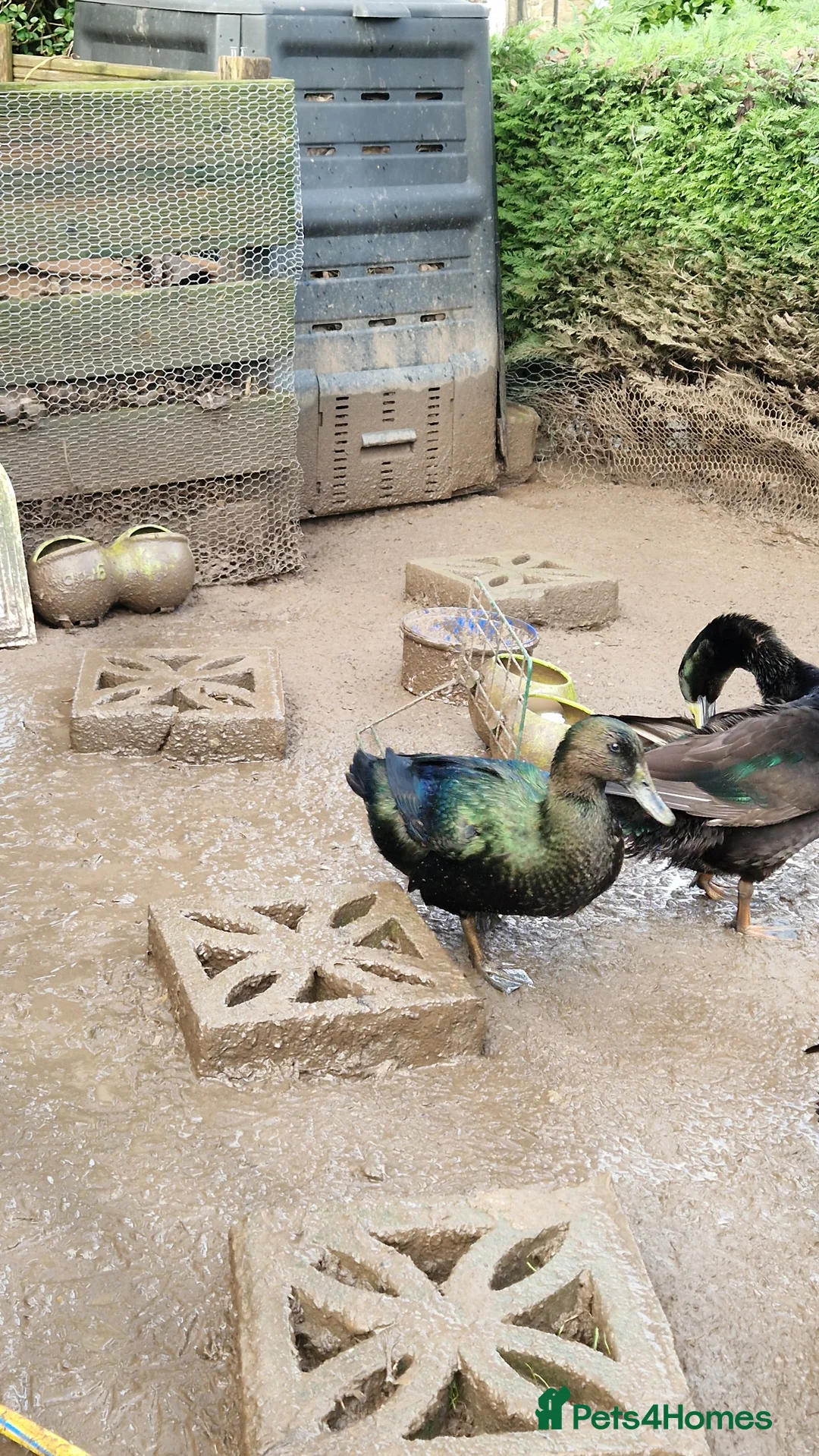 Ducks poultry for sale: 2 female Cayuga ducks - Advert 2