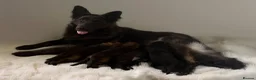German Shepherd dogs for sale: Exceptional 4 ½ -month-old Black Sable long coat - Advert 3