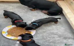 Miniature Dachshund dogs for sale: Miniature Dachshund Puppies   in Pontefract - Image 9