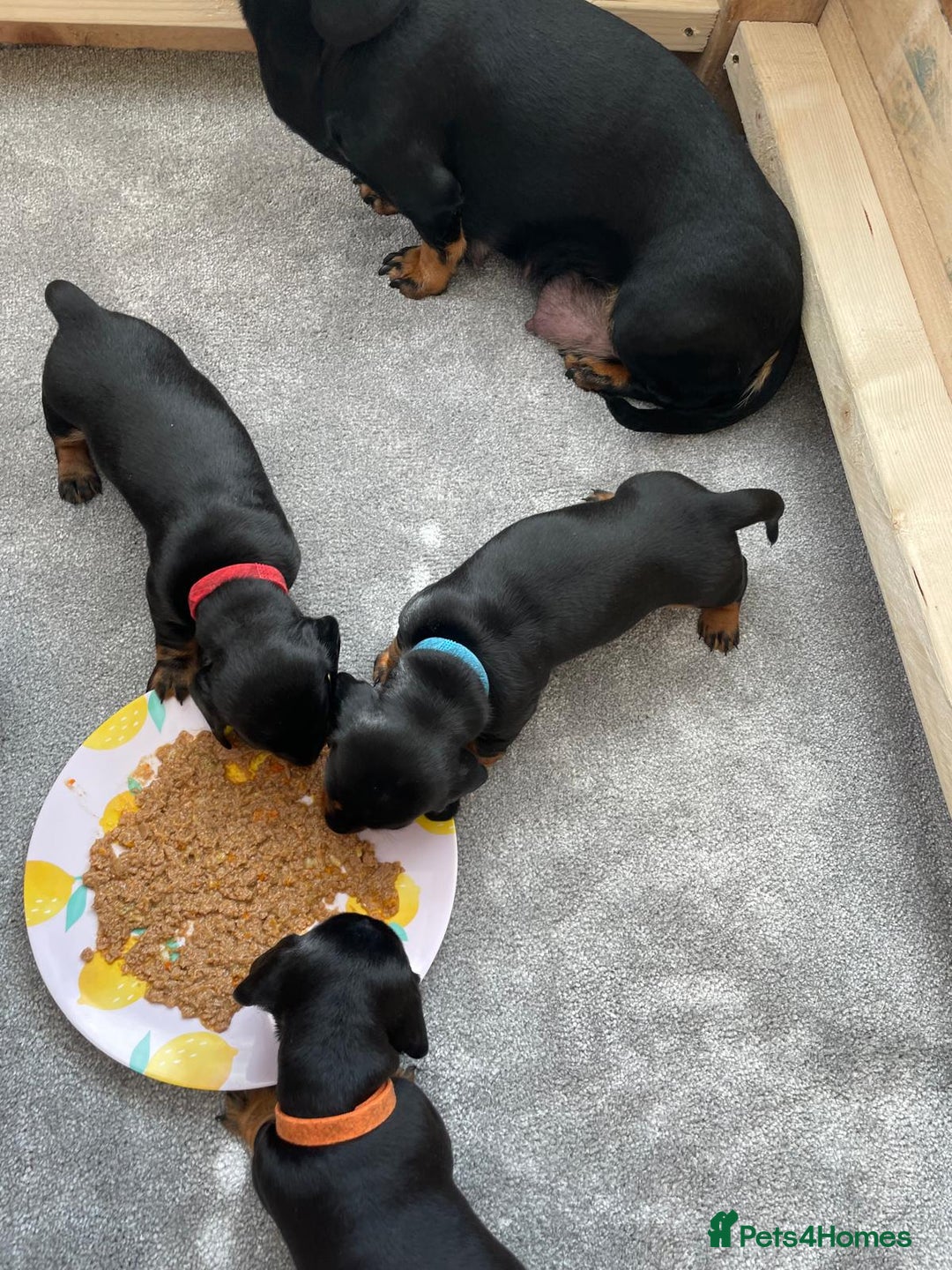 Miniature Dachshund dogs for sale: Miniature Dachshund Puppies   in Pontefract - Image 9