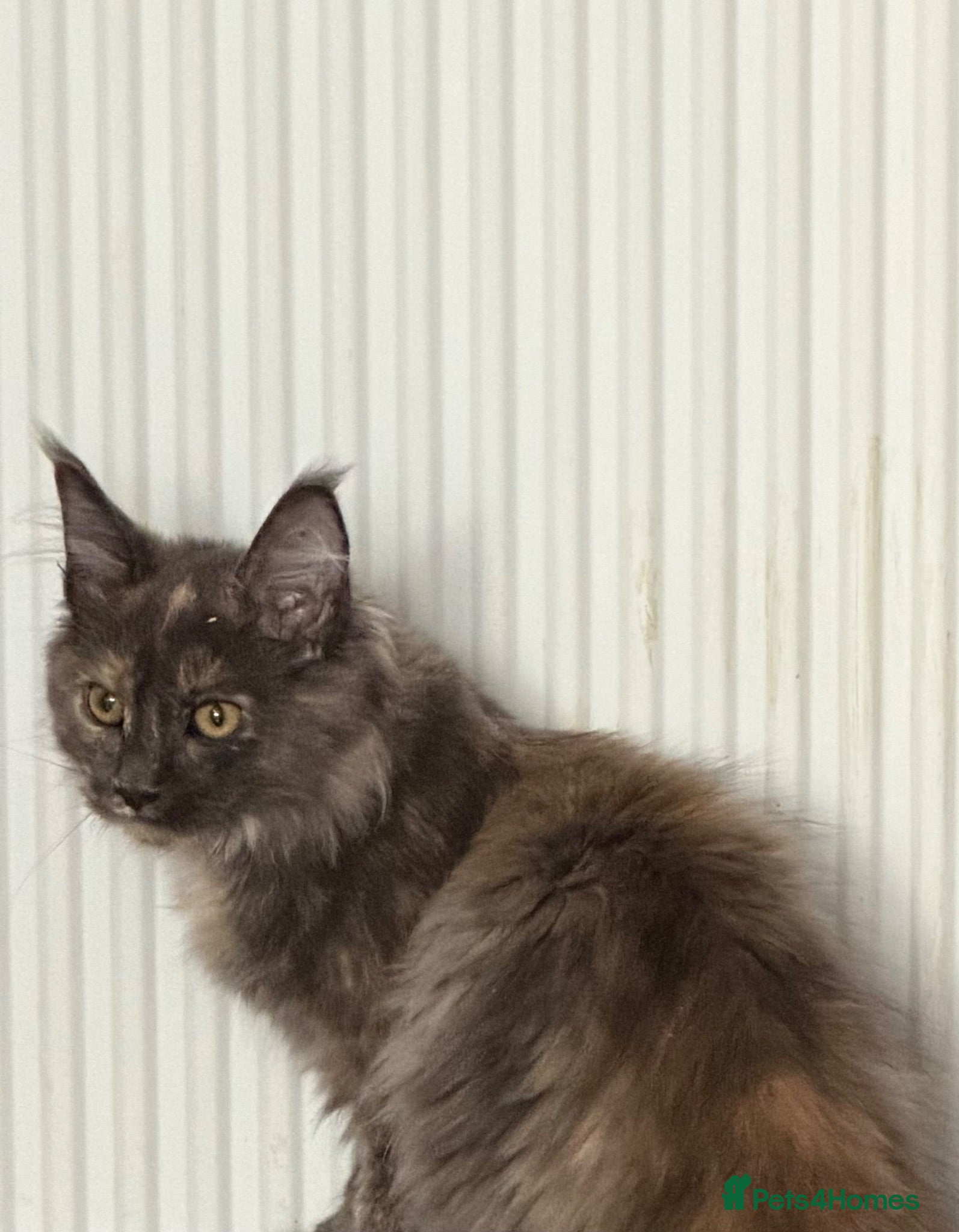 Maine Coon cats Tica registered Maine Coon kittens - Advert 1