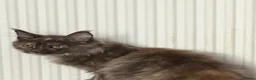 Maine Coon cats for sale: Tica registered Maine Coon kittens - Advert 3
