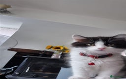 Persian cats for sale: Persian cross kittens - Image 3