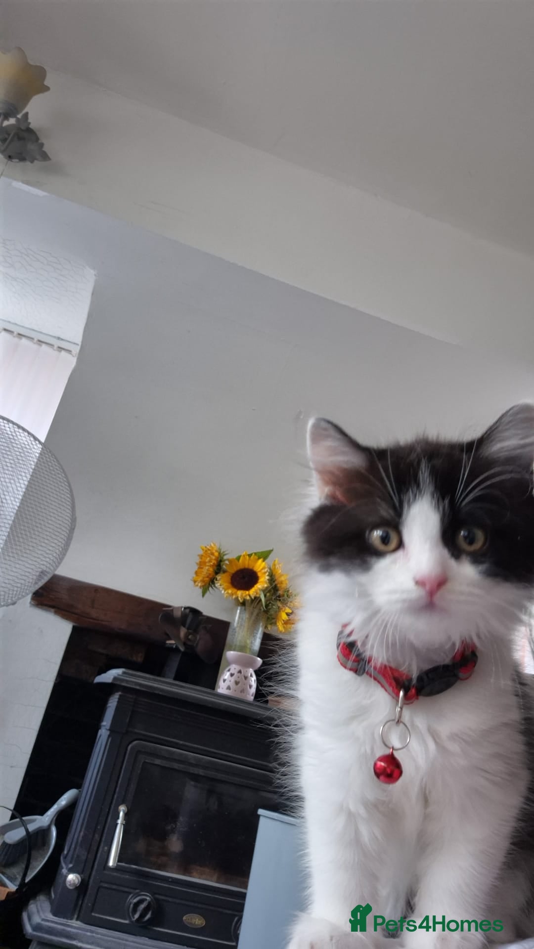 Persian cats for sale: Persian cross kittens - Image 3