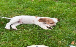 Sprocker dogs for sale: 🧡 Sprocker Puppies 💛 - Image 13