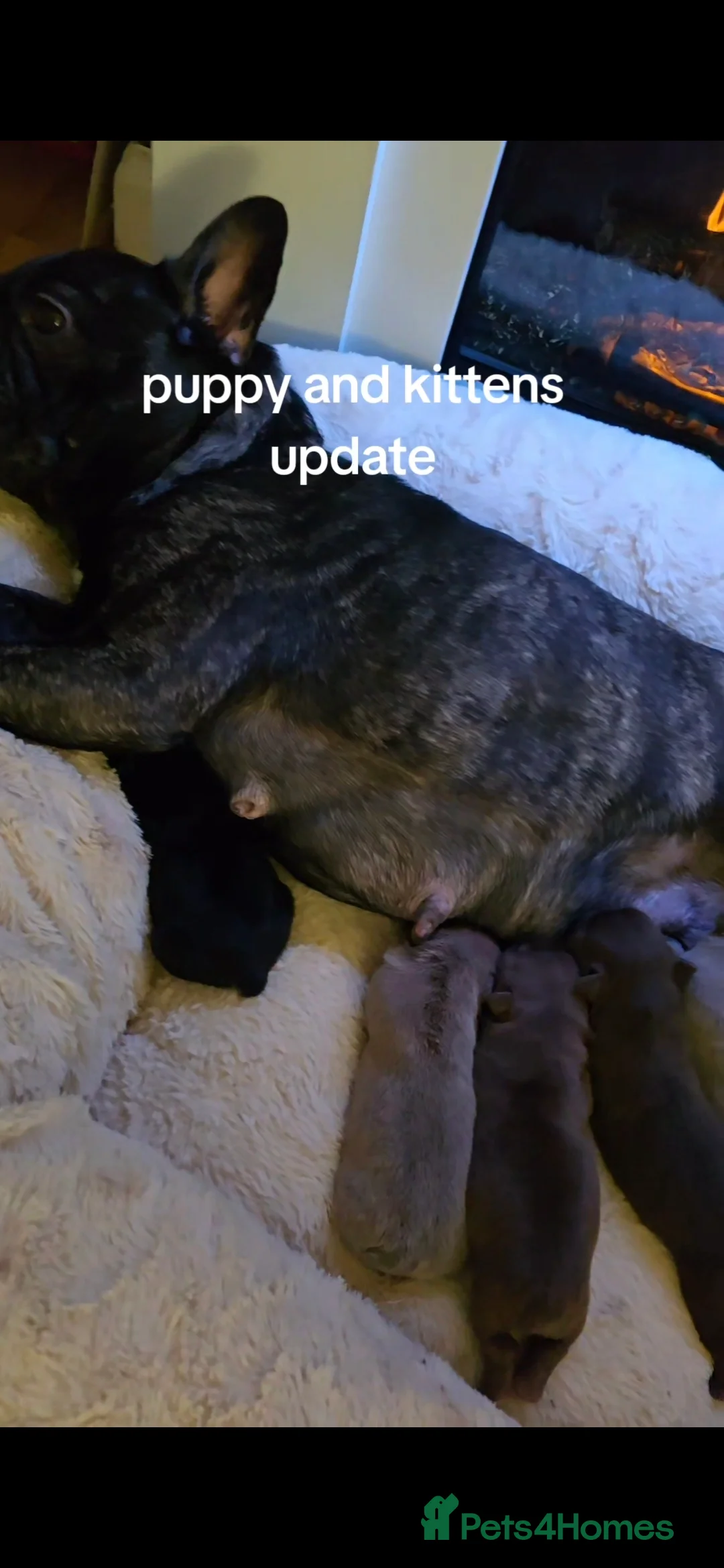 French Bulldog dogs for sale: Fluffy Frenchie  - Advert 4