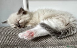 Ragdoll cats for sale: Beautiful Ragdoll Kittens, 2 Flamepoint, 1 mitted - Image 10