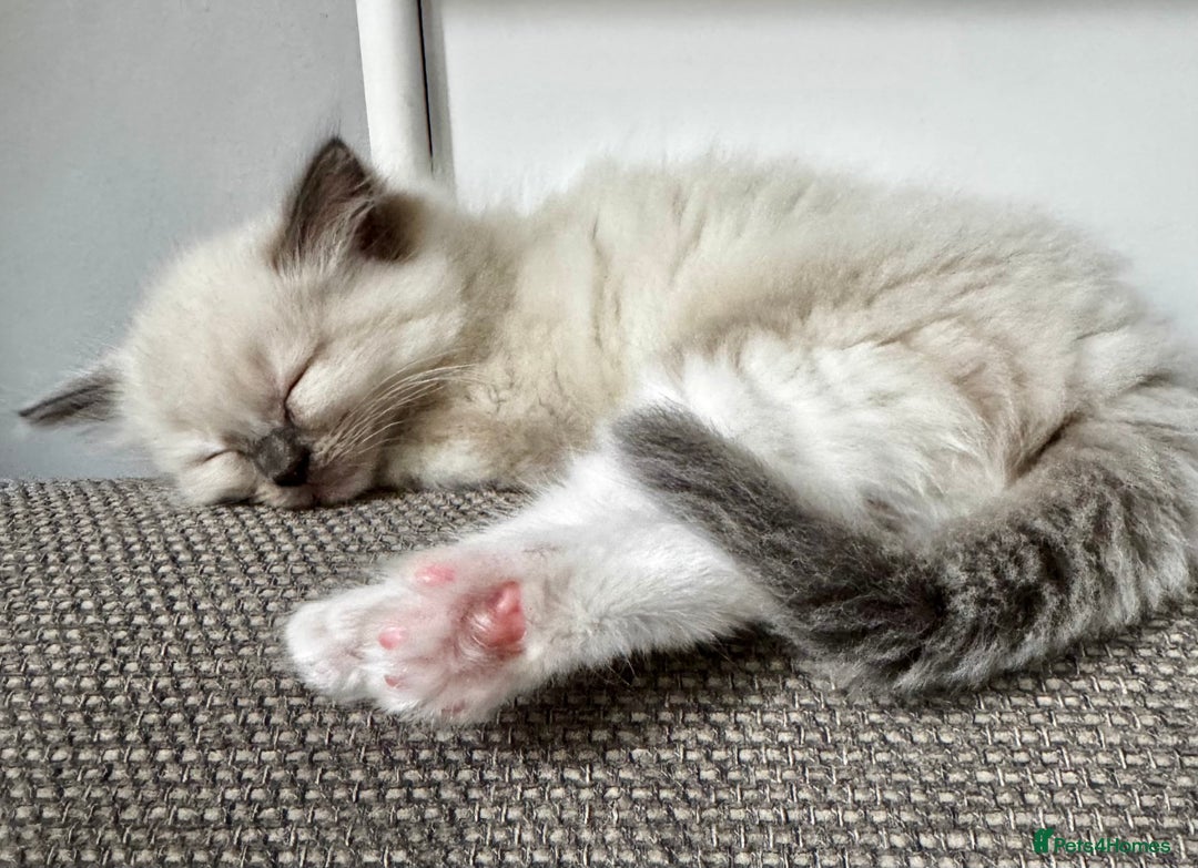 Ragdoll cats for sale: Beautiful Ragdoll Kittens, 2 Flamepoint, 1 mitted - Image 10