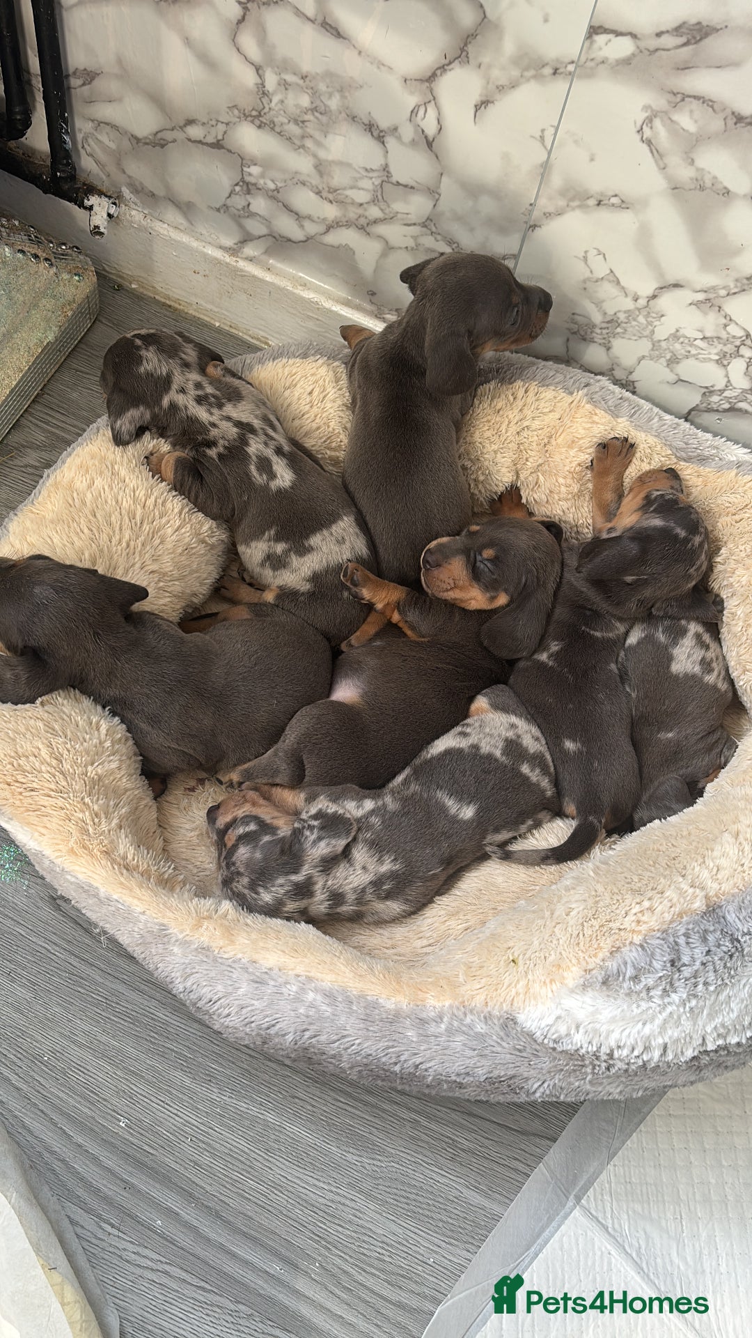 Dachshund dogs for sale: 7 beautiful dachshund baby’s  - Image 15