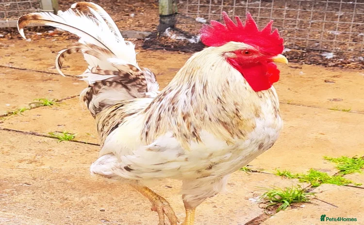 Chickens poultry - Advert 1