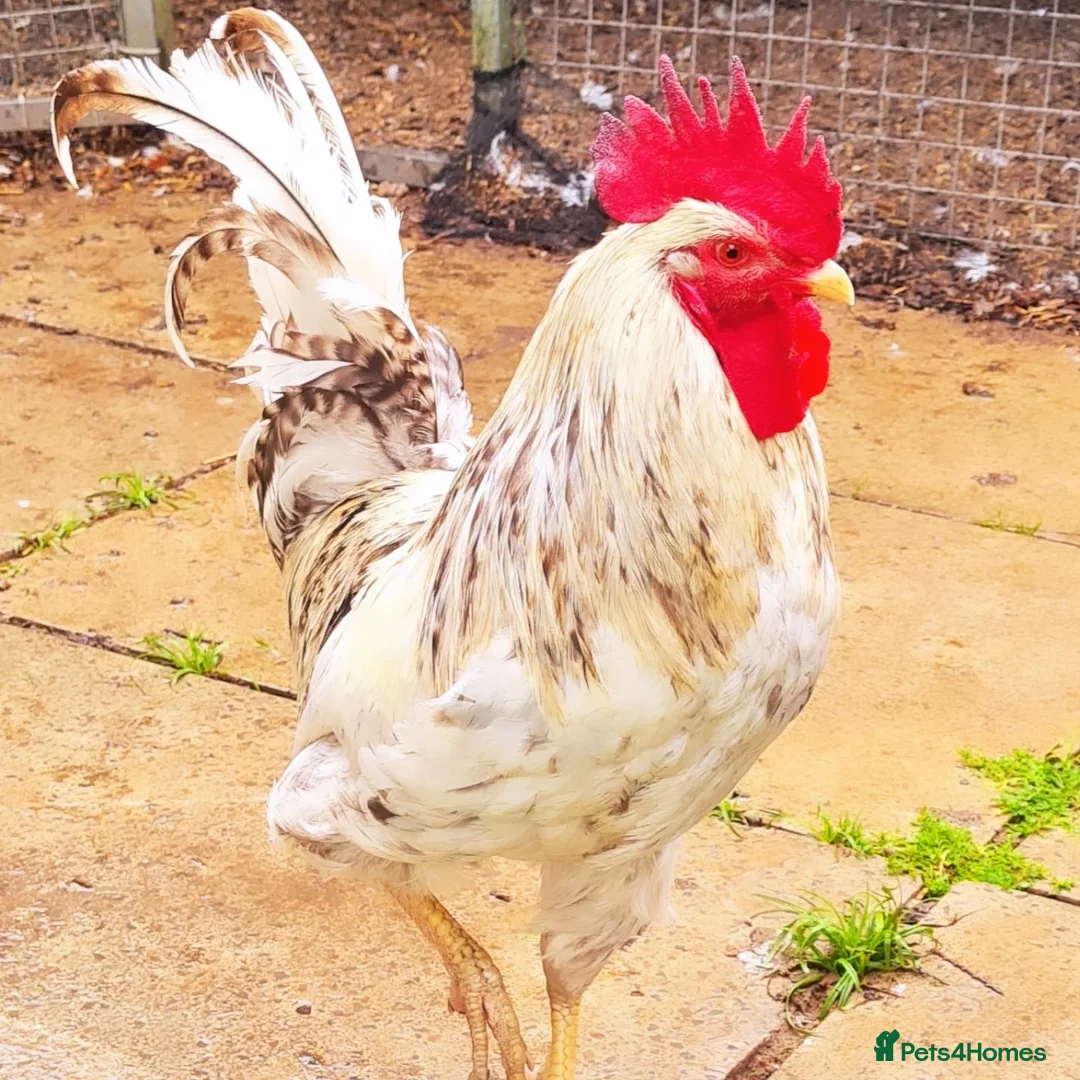 Chickens poultry for sale: COCKERELS £5 EACH - Image 1