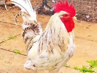 Chickens poultry COCKERELS £5 EACH - Advert 1