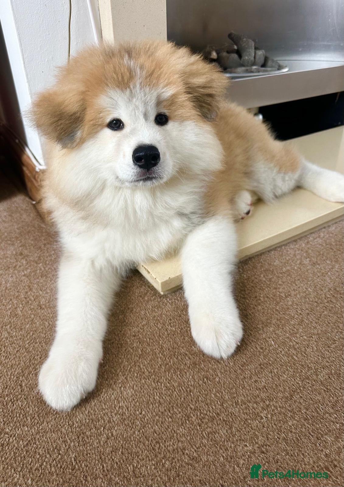 Japanese Akita Inu dogs Red Fawn Japanese Akita Inu Puppies–Ready to Leave - Advert 2