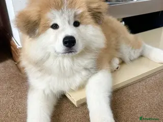 Japanese Akita Inu dogs Red Fawn Japanese Akita Inu Puppies–Ready to Leave - Advert 2