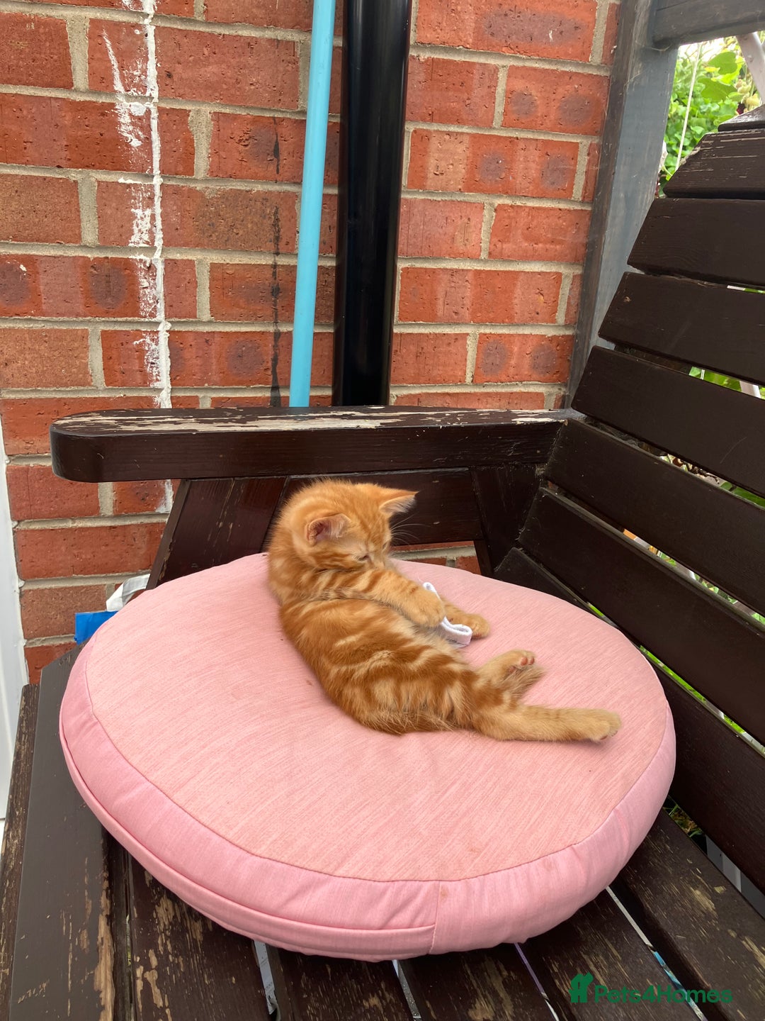 Mixed Breed cats for sale: 4 kittens ready next week - Image 3
