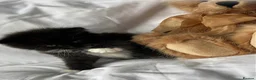 Persian cats for sale: 🤎Persian,Maincoon🤎 - Advert 4