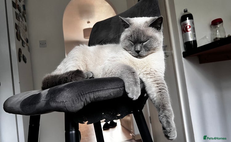 British Shorthair cats - Advert 4
