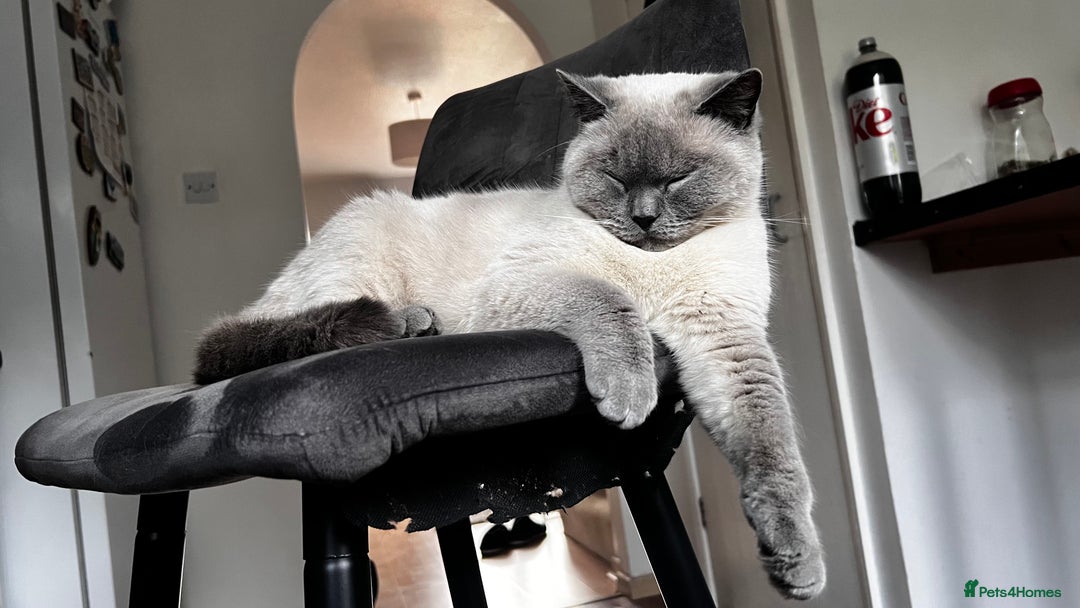 British Shorthair cats for sale: British shorthair  - Image 1