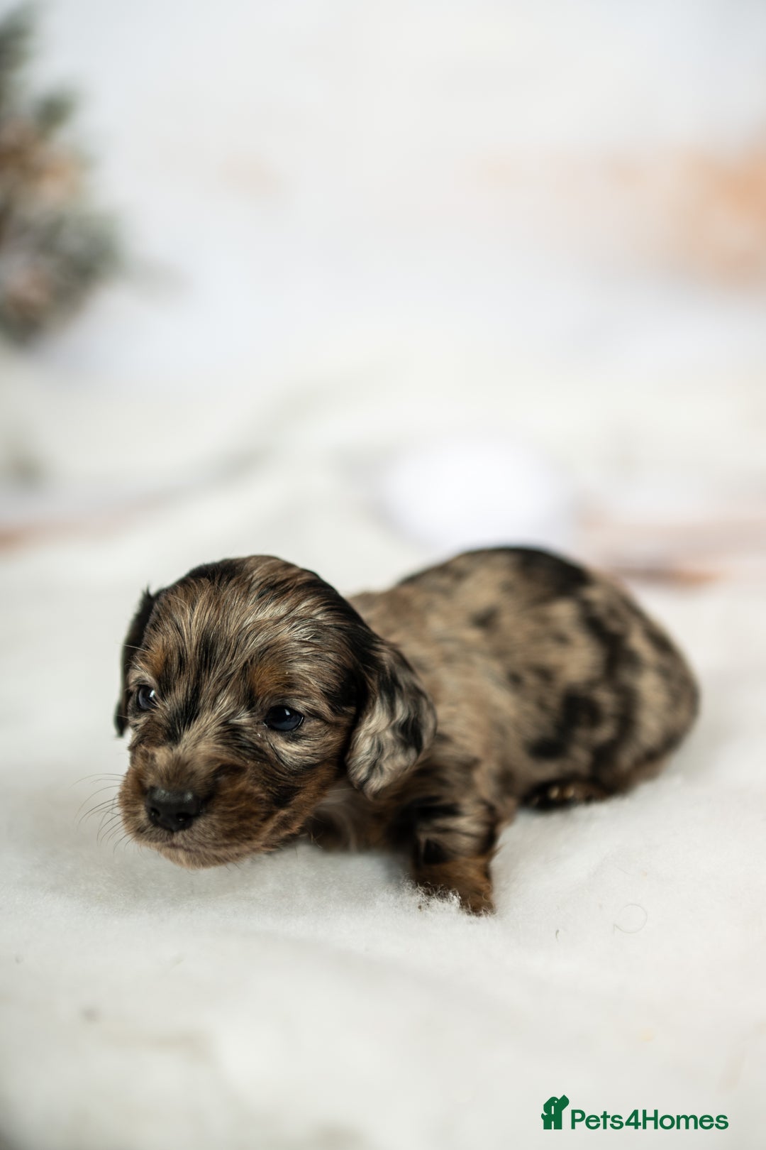 Miniature Dachshund dogs for sale: 6 KC miniature dashound puppies  - Advert 13