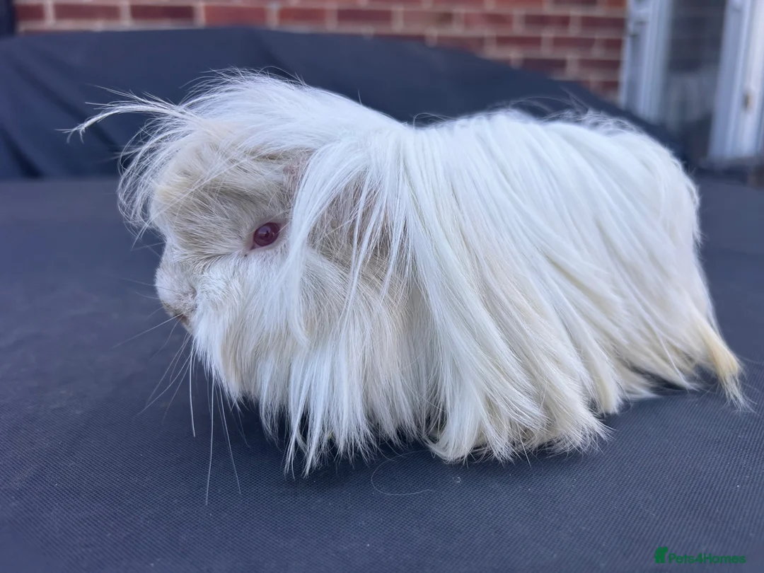 Guinea Pig rodents for sale: Beautiful friendly boys looking for forever home - Advert 4