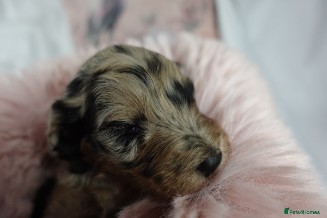 Sheepadoodle dogs for sale: Mini Sheepadoodle the wait is over!  - Image 17